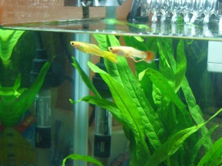 グッピーたん。プレ男とドジョウは隠れキャラ グッピーたん。プレ男とドジョウは隠れキャラ