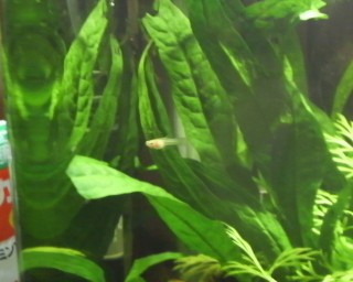 おにいちゃん おにいちゃん