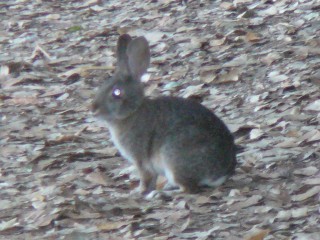 うたたん? うたたん?