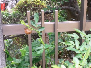 セミ&抜け殻 セミ&抜け殻