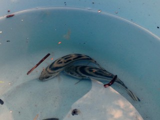 コトヒキ? コトヒキ?