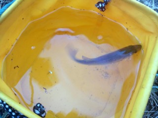 セイゴ一匹目! セイゴ一匹目!