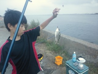 コトヒキ コトヒキ